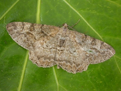 mottled beauty (Alcis repandata) Kenneth Noble